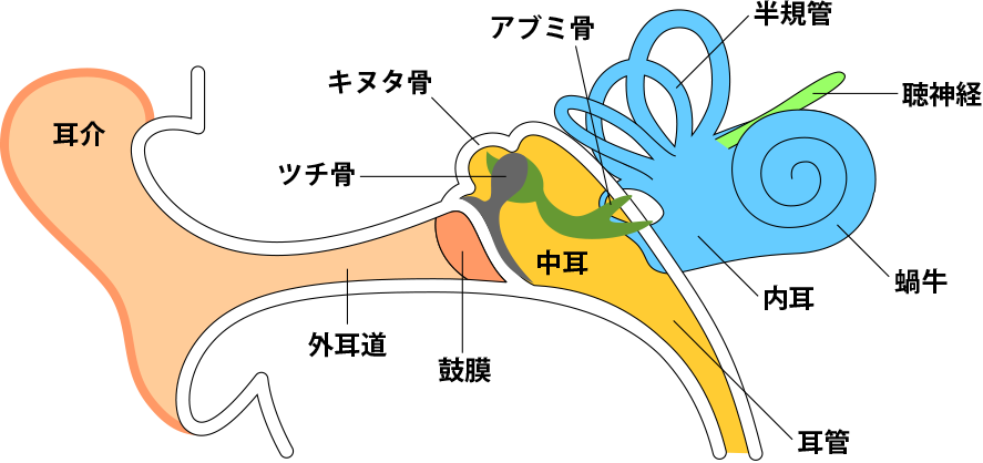 外耳炎のイラスト